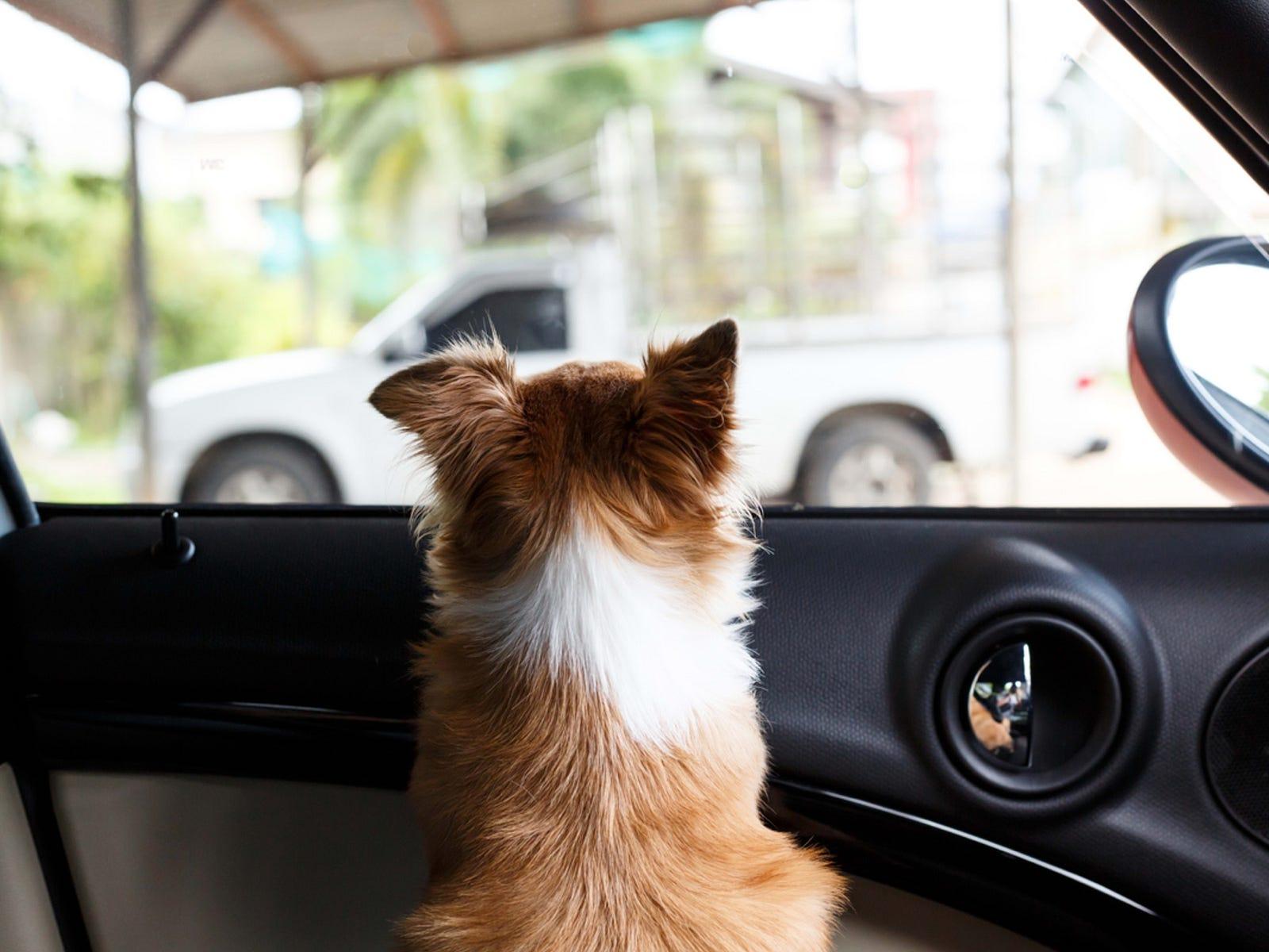 A small dog looking out of a slightly open car window